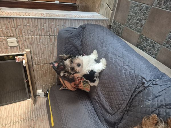 BIEWER TERRIER MACHO CRIADORA REGISTADA BIEWER TERRIER MACHO CRIADORA REGISTADA