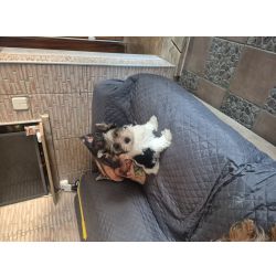 Yorkshire Terrier BIEWER TERRIER MACHO CRIADORA REGISTADA