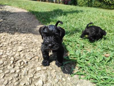 Schnauzer mini