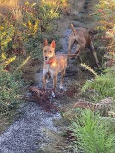 TAXA DA AQUAE FLAVIAE