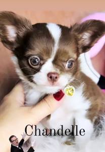 Chihuahua de luxo