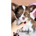 Chihuahua Chihuahua de luxo