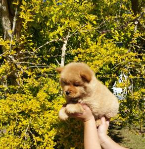 Filhotes chow chow Filhotes chow chow