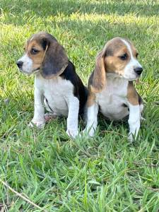 Beagle filhotes machos e fmeas