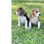 Beagle Beagle filhotes machos e fêmeas São Paulo IBIÚNA