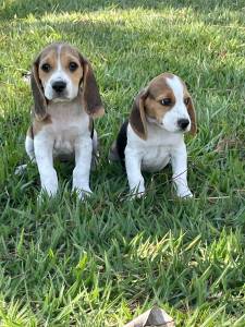 Beagle filhotes machos e fmeas