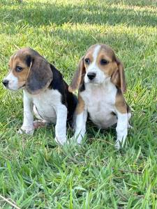 Beagle filhotes machos e fmeas