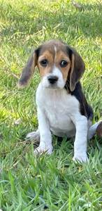 Beagle filhotes machos e fmeas