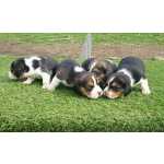 Beagle Lindos Filhotinhos de Beagle Tricolor com Pedigree Pernambuco Camaragibe