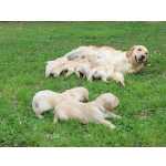 Golden Retriever Lindos Filhotinhos de Golden Retriever com Pedigree Pernambuco Camaragibe