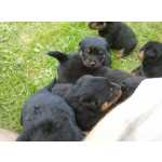 Rottweiler Lindos Filhotinhos de Rottweiler Pernambuco Camaragibe