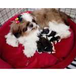 Shih-tzu Lindos Filhotinhos de Shih tzu com Pedigree Pernambuco Camaragibe