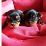 Yorkshire Terrier Lindos Filhotinhos de Yorkshire Terrier com Pedigree Pernambuco Camaragibe