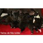 Bulldog Francs Bouledogue Francs - Cachorros                      