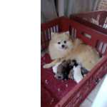Spitz Alemo Lulu da Pomerania