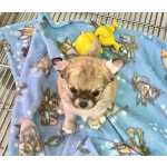 Chihuahua Chihuahua pelo longo Rio de Janeiro Duque De Caxias