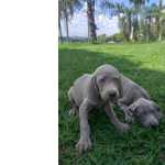 Weimaraner EXTICOS WEIMARANERS DE OLHOS AZUIS ESTO TE ESPEREANDO AQUI CES CRIADOS POR MDICA VET So Paulo So Paulo