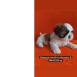 Shih-tzu Promocao de Mini Filhotes de Shih tzu em  bh Minas Gerais Belo Horizonte