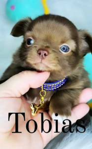 Chihuahua macho pelo longo Chihuahua macho pelo longo