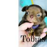 Chihuahua Chihuahua  macho pelo longo