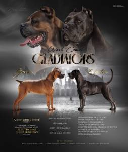 Cane Corso italiano