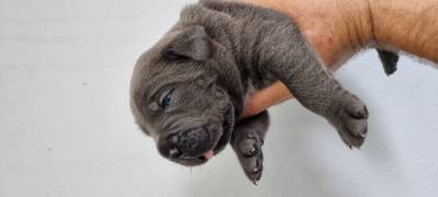 Cane Corso italiano