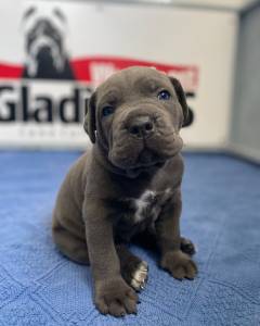 Cane Corso italiano