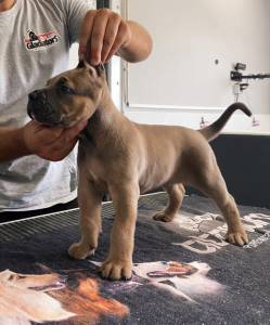 Cane Corso italiano