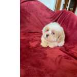 Lhasa Apso Lindo machinho da raa Lhasa apso com pedigree Distrito Federal Braslia