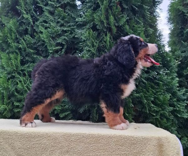 Cadela Bouvier Bernois