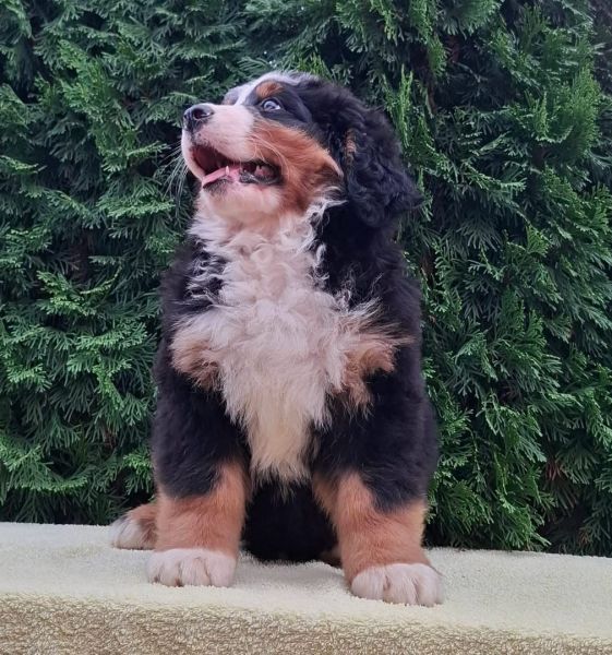 Cadela Bouvier Bernois