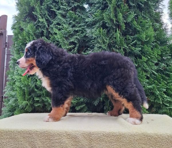 Cadela Bouvier Bernois