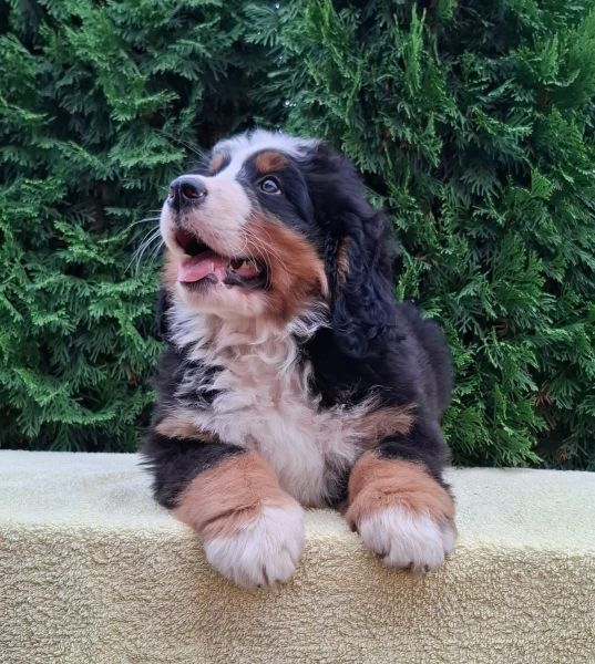 Cadela Bouvier Bernois