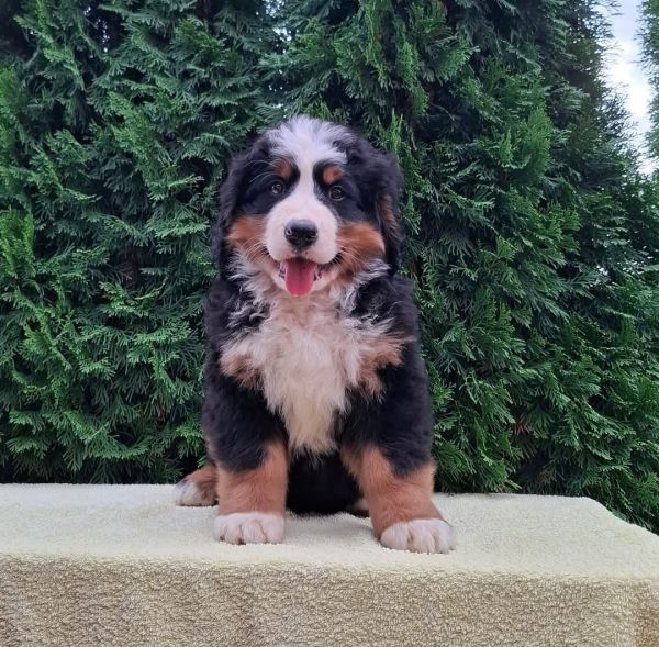 Cadela Bouvier Bernois