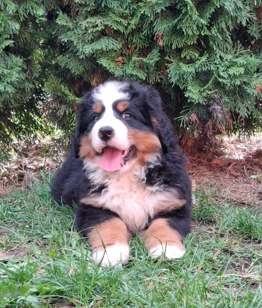 Cadela Bouvier Bernois