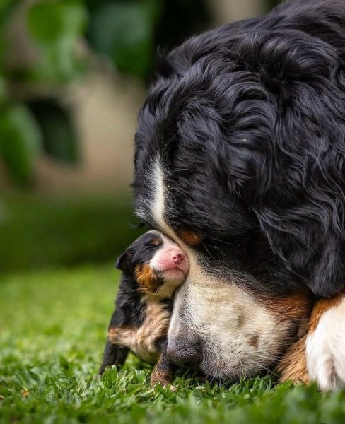 Cão Bouvier Bernois