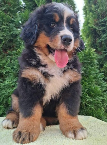 Cão Bouvier Bernois