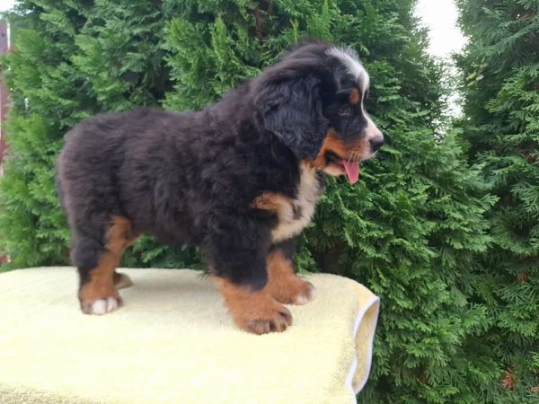 Cão Bouvier Bernois