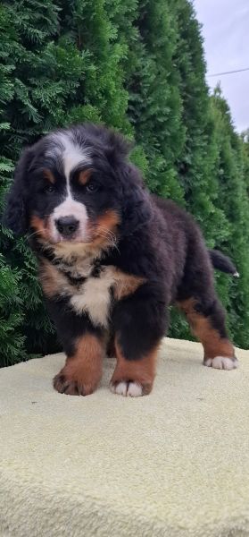 Cão Bouvier Bernois