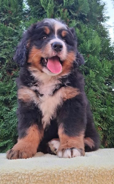 Cão Bouvier Bernois