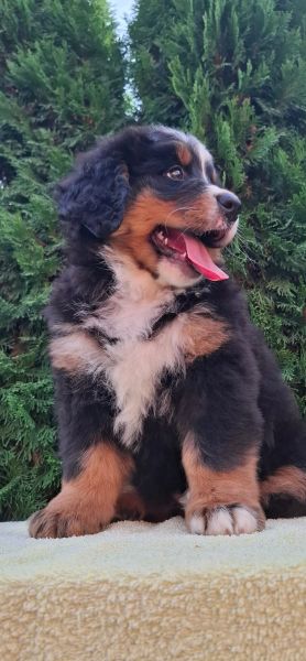 Cão Bouvier Bernois