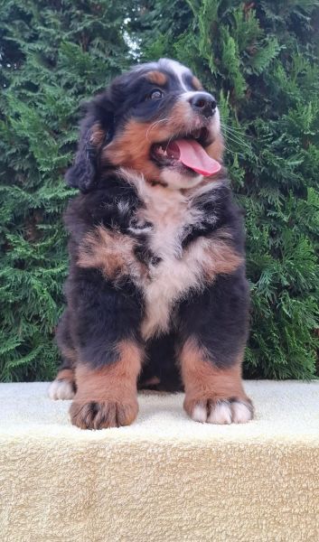 Cão Bouvier Bernois