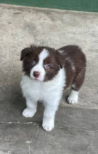 Border collie filhotes