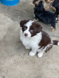 Border collie filhotes