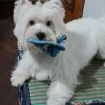 West Highland White Terrier West highland white terrier RJ cao da IG