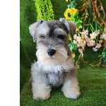 Schnauzer Miniatura (ano) Schnauzer ano RJ