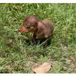 Dachshund Filhotes de dachshund teckel Basset salsichinha So Paulo So Paulo