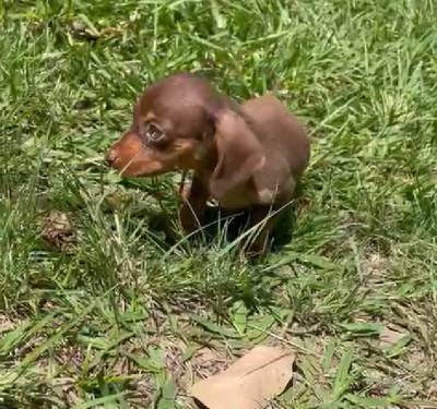 Filhotes de dachshund teckel Basset salsichinha