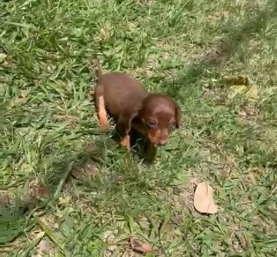 Filhotes de dachshund teckel Basset salsichinha