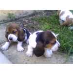 Basset Hound BASSET HOUND LINDOS FILHOTES